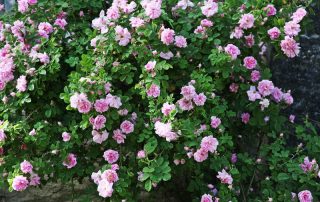 IMG_0577_korr