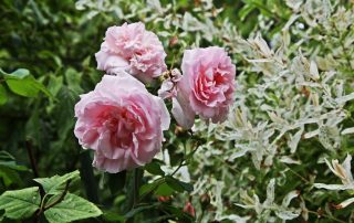 IMG_0679_korr