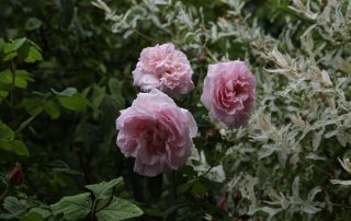 IMG_0680