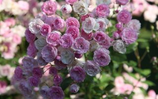 Mozart´s Lady
