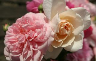 Romantische Landhausrosen1
