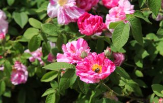 Rosa mundi