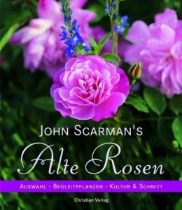 John Scarmans – Alte Rosen